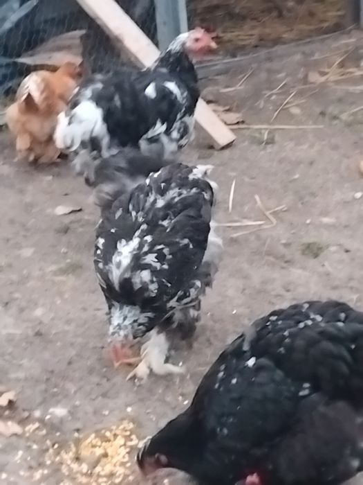 Tineret cochinchina între 5 și 6 luni