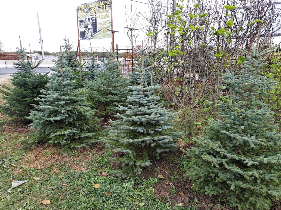 Vând brazi la ghiveci