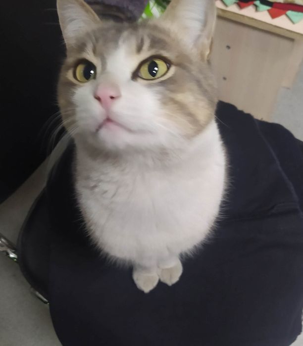 Отдам кота в добрые руки