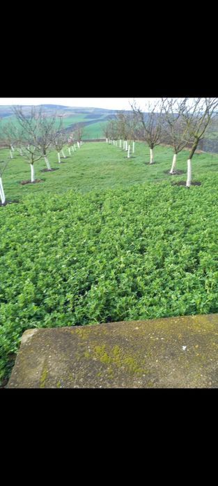 Casã cu gradina în Triteni Colonia