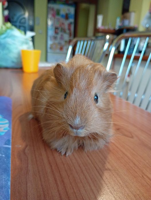 Porcușor de guineea