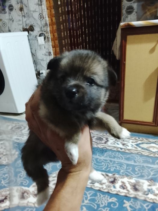 Продам щенков шпица