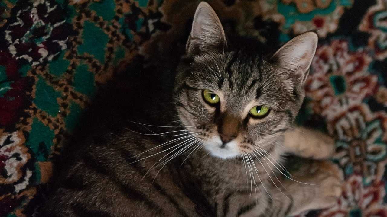 Отдам в хорошие руки кошку 2года