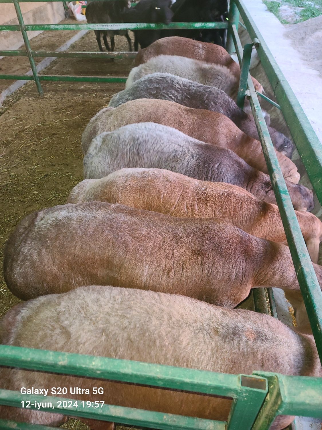 Qurbonlikka qõylar sotiladi