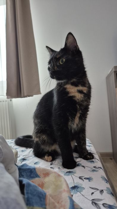Mia, pisica pentru adoptie