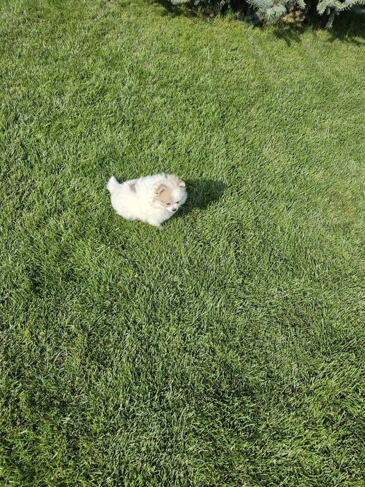 Pui de Pomeranian de vânzare – tip ursuleț, din părinți cu pedigree!