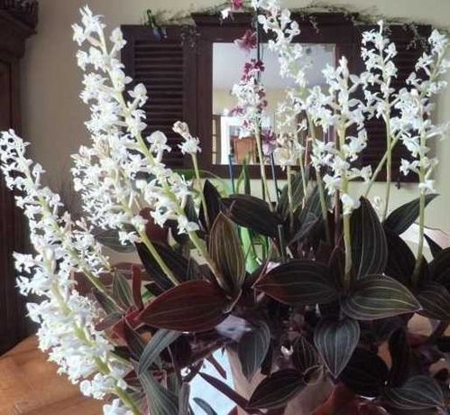 Драгоценная орхидея (ЛУДИЗИЯ) -Очень редкий сорт с бархатными листьям.