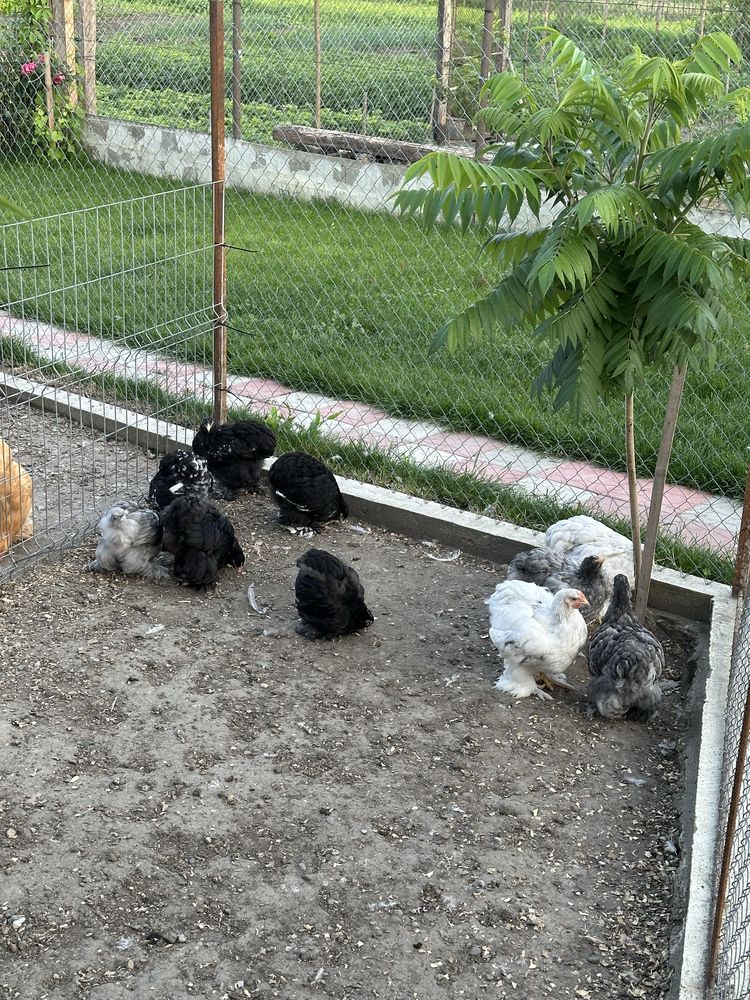 Pui cochinchina urias