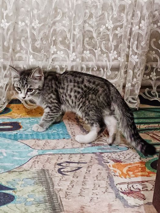 Серый котенок мальчик ищет дом, мейнкун помесь, мышелов
