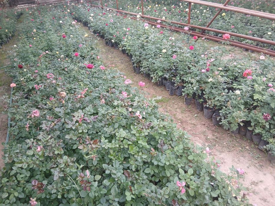 Гуллар тувакда сотилади