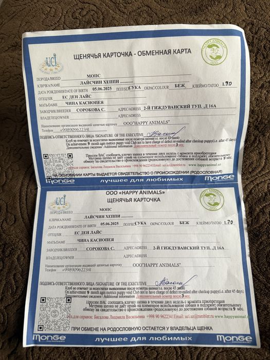 Продается мопс девочка