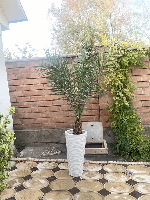 Домашние цветы.Үй гүлдері.Срочно.Симаған сон үйге.