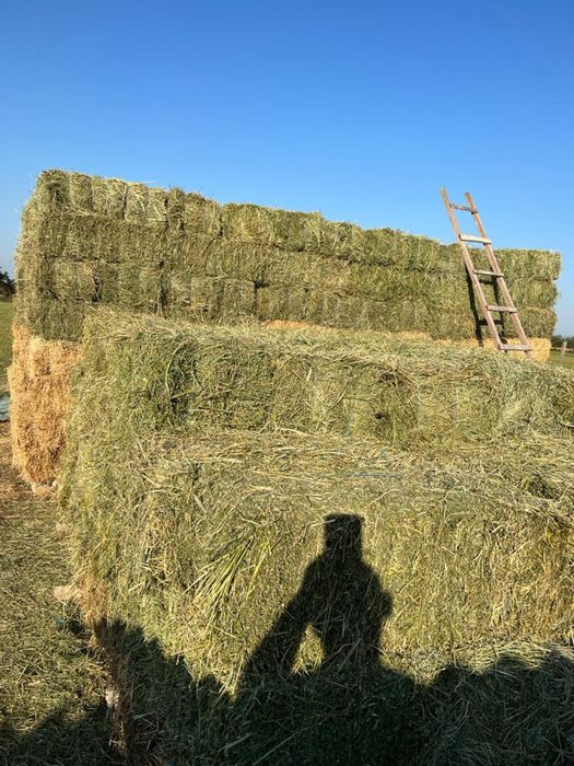 Baloți de lucernă de vânzare