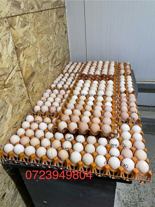 Oua incubat + pui Plymouth Brahma Australorp Jersey Marans Italiene