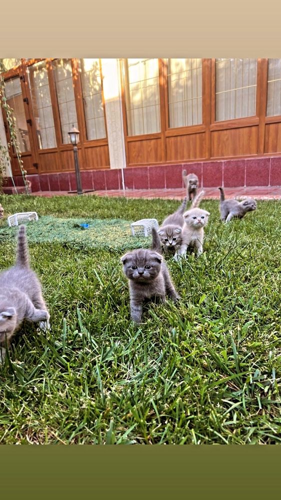 котёнки мрамор Shishila skotish fold скотиш британкаmushuklar