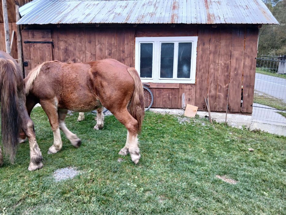 Vand manza de un an jumate
