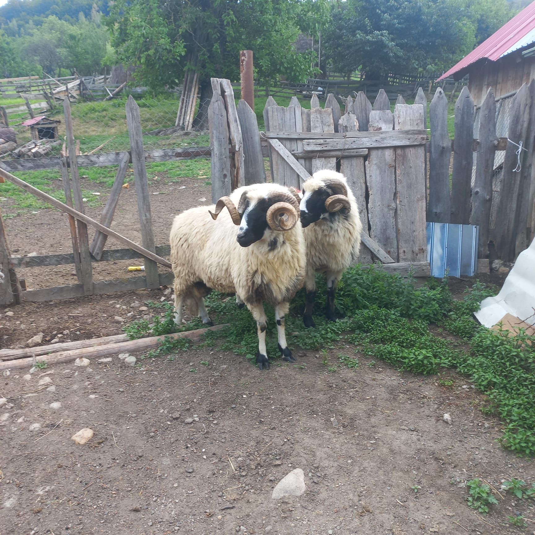 Berbeci brezi de Petroșani
