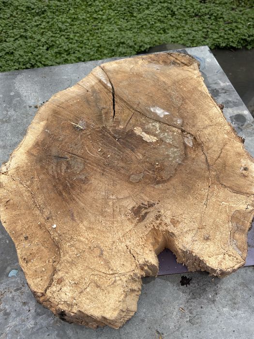 Rondele nuc uscate - blat