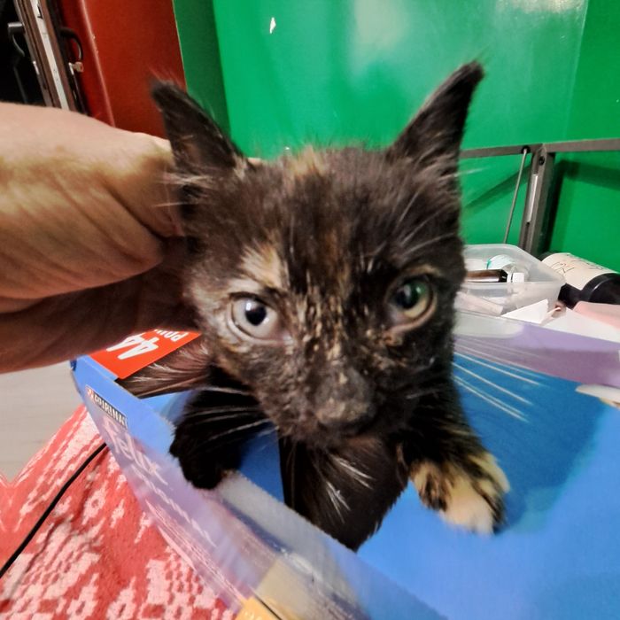 Adoptie pui de pisica negru Nefertiti si Fernando