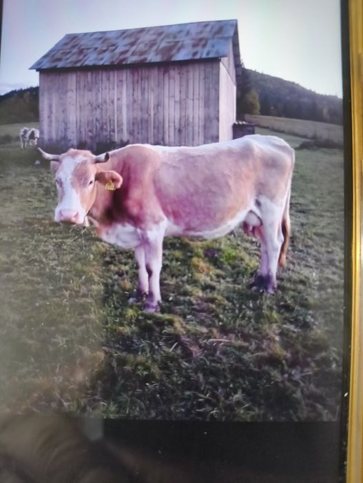 Vând vacă bălțată românească