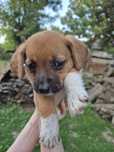 Catelusi spre adoptie