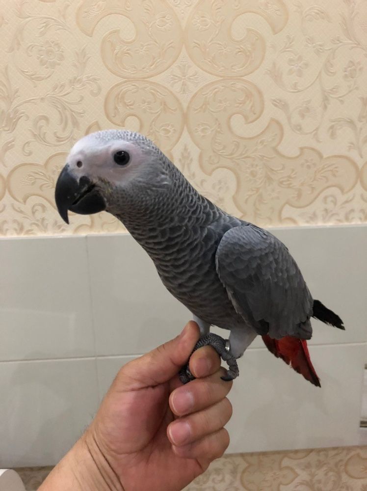 Продам жако ручной
