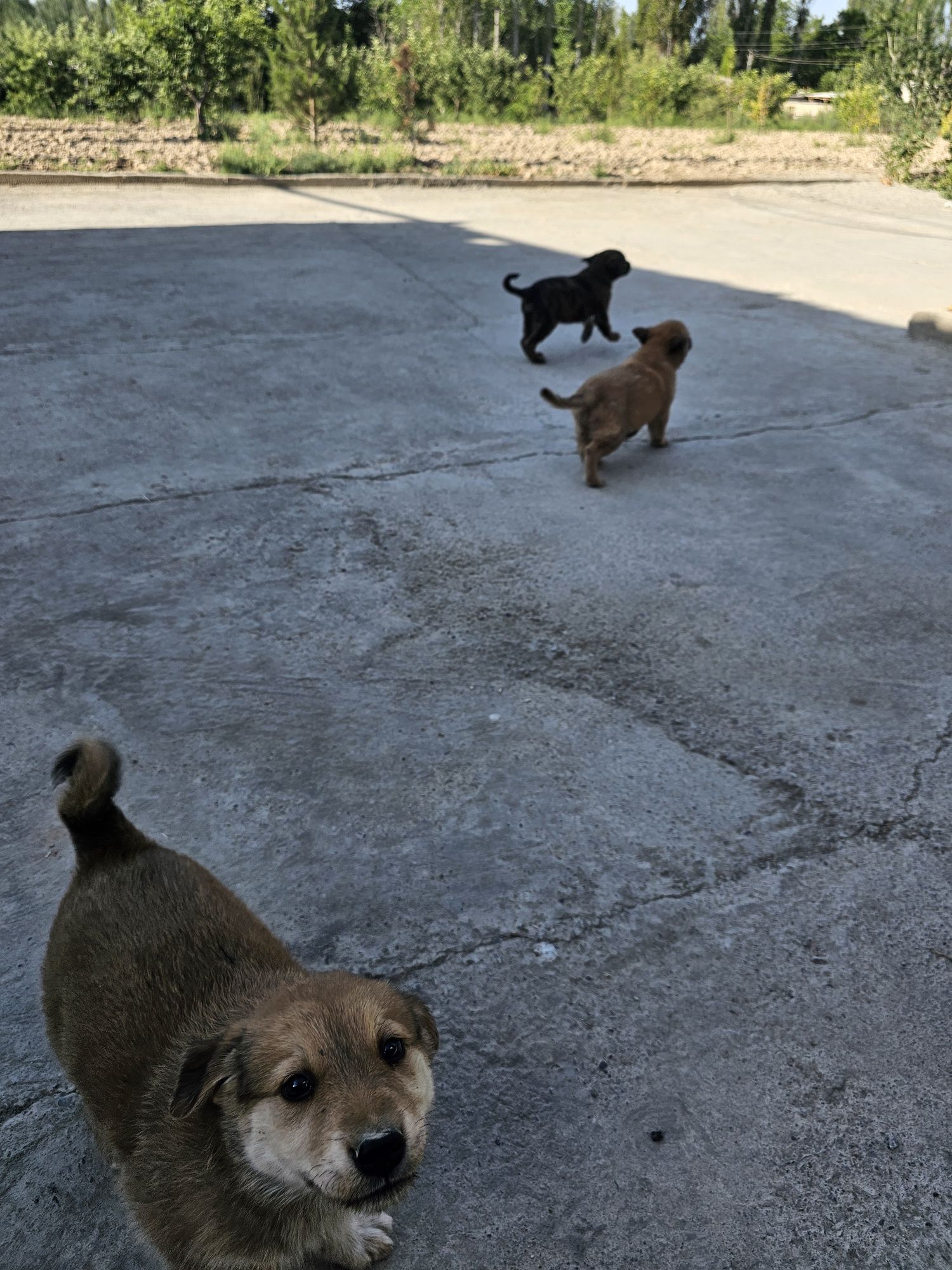 В добрые руки !!!