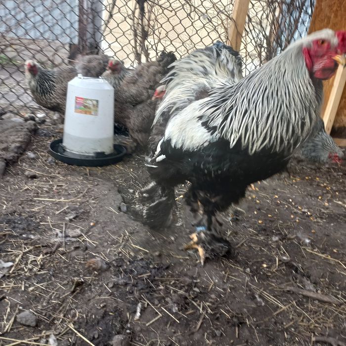 Brahma ouă pentru incubat