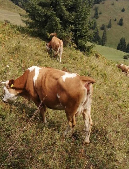 vând o vacă din cele două