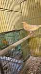Canari de vanzare
