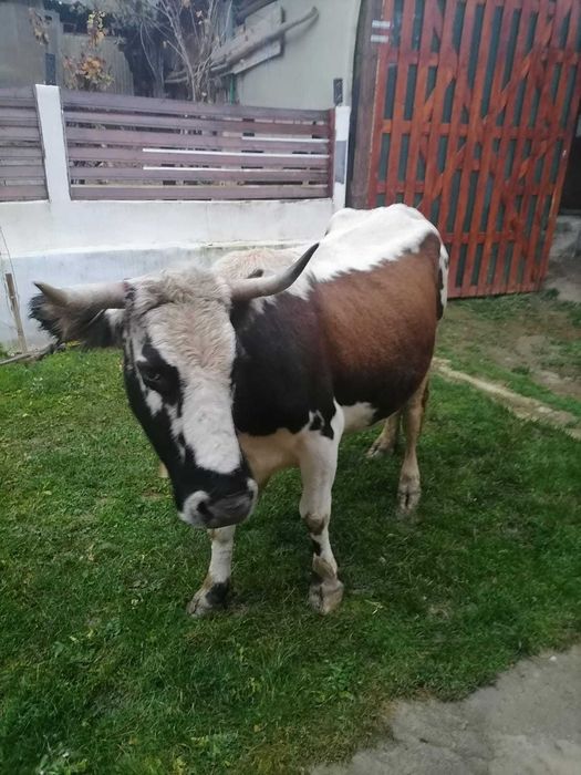 Vacă gestanta de vânzare