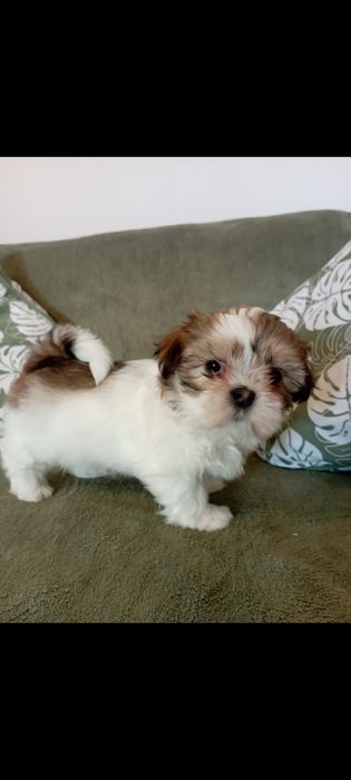 Vând pui shih tzu
