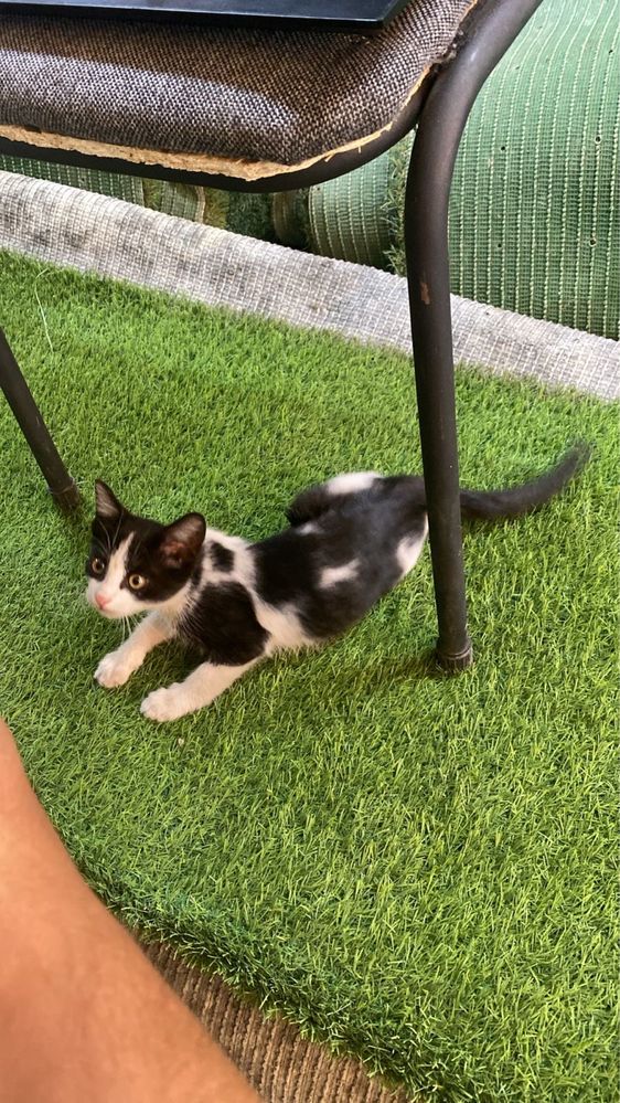 Отдам котенка девочку