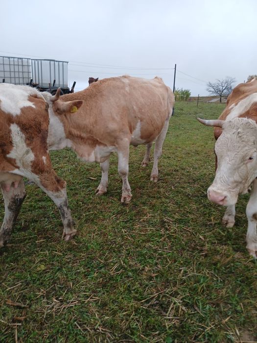 Vand vaca -la alegere