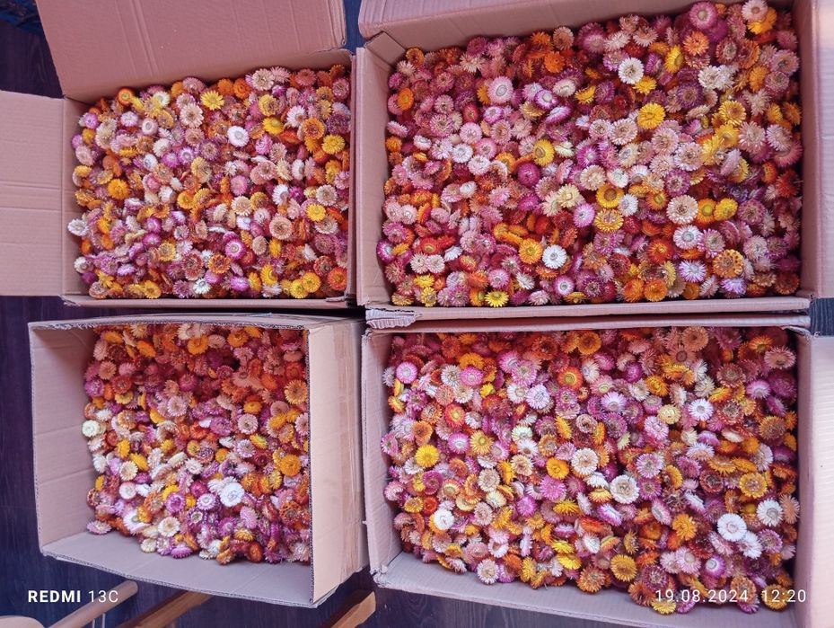 Flori de pai , imortele,helicrisum 2025