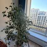 Фикус бенджамина продам 65т.Торг