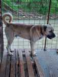 De vânzare Kangal