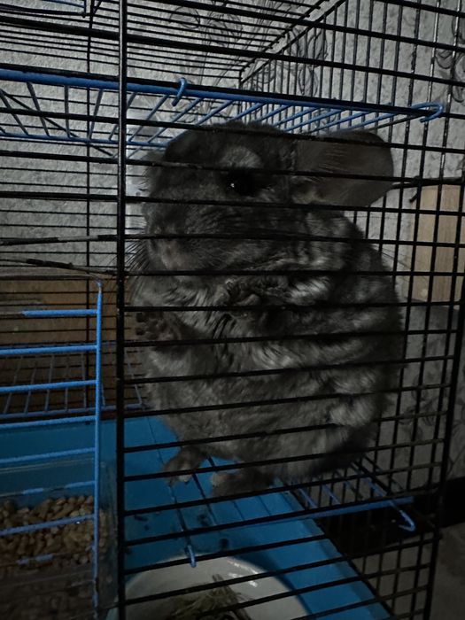 Отдам шиншиллу в добрые руки, самовывоз