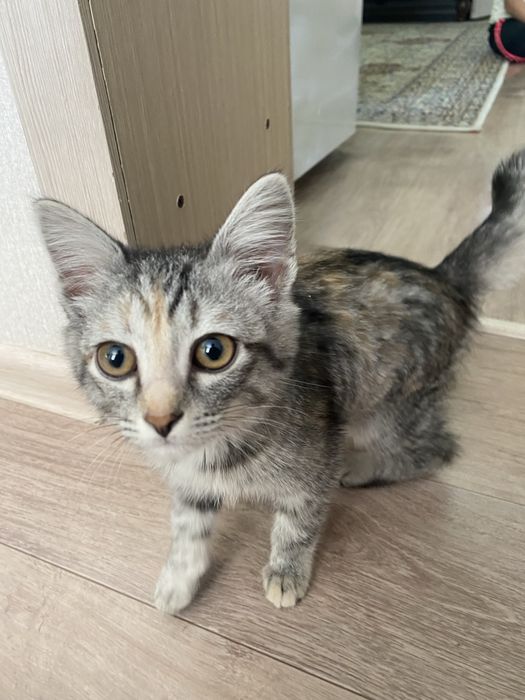 Отдам котят бесплатно