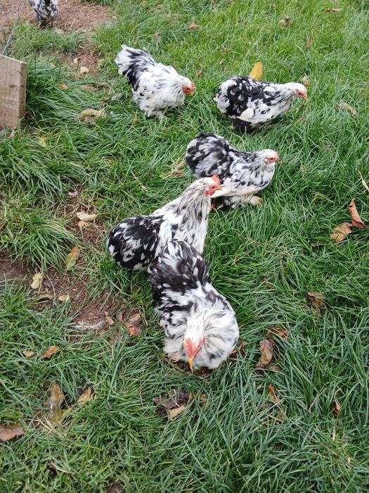 Găini și cocoși de rasă