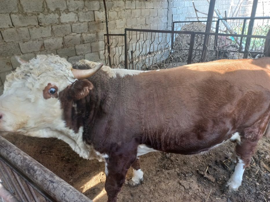 Gremford Buqa sotiladi