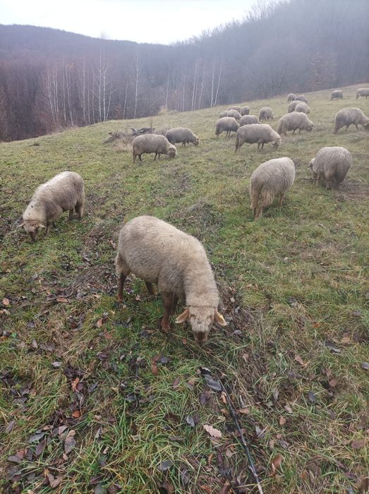 Vând oi tinere varietate ruginie