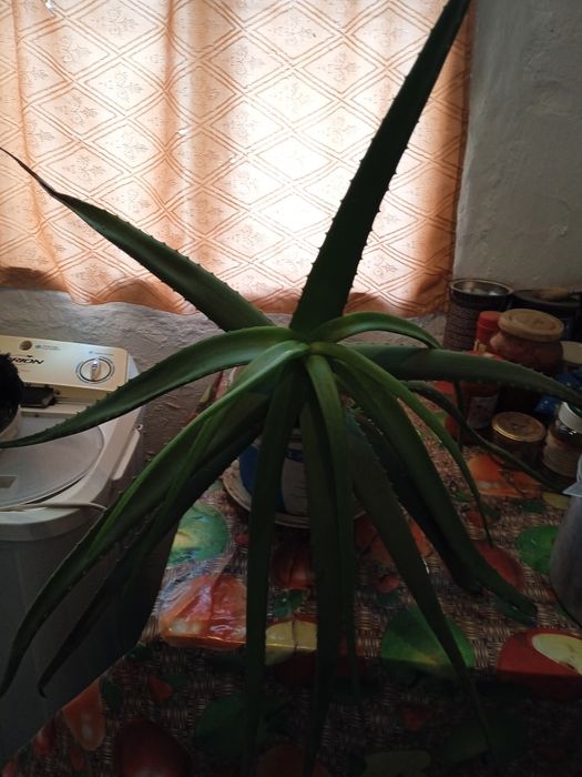 Продам комнатное растения алоэ за 4000 тысячи тенге