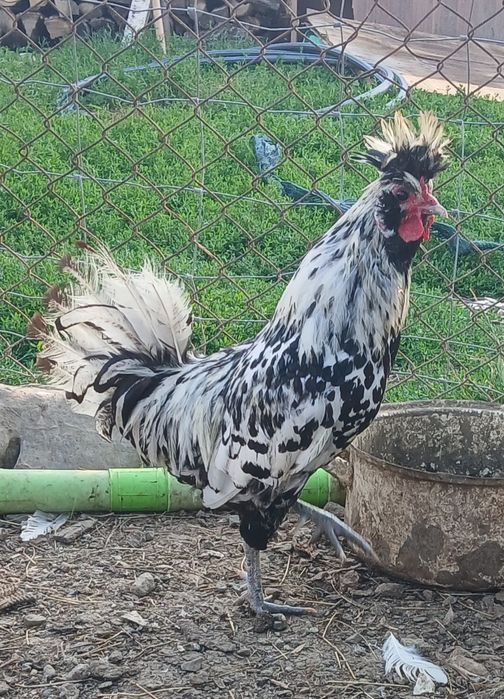 Cocoși disponibili