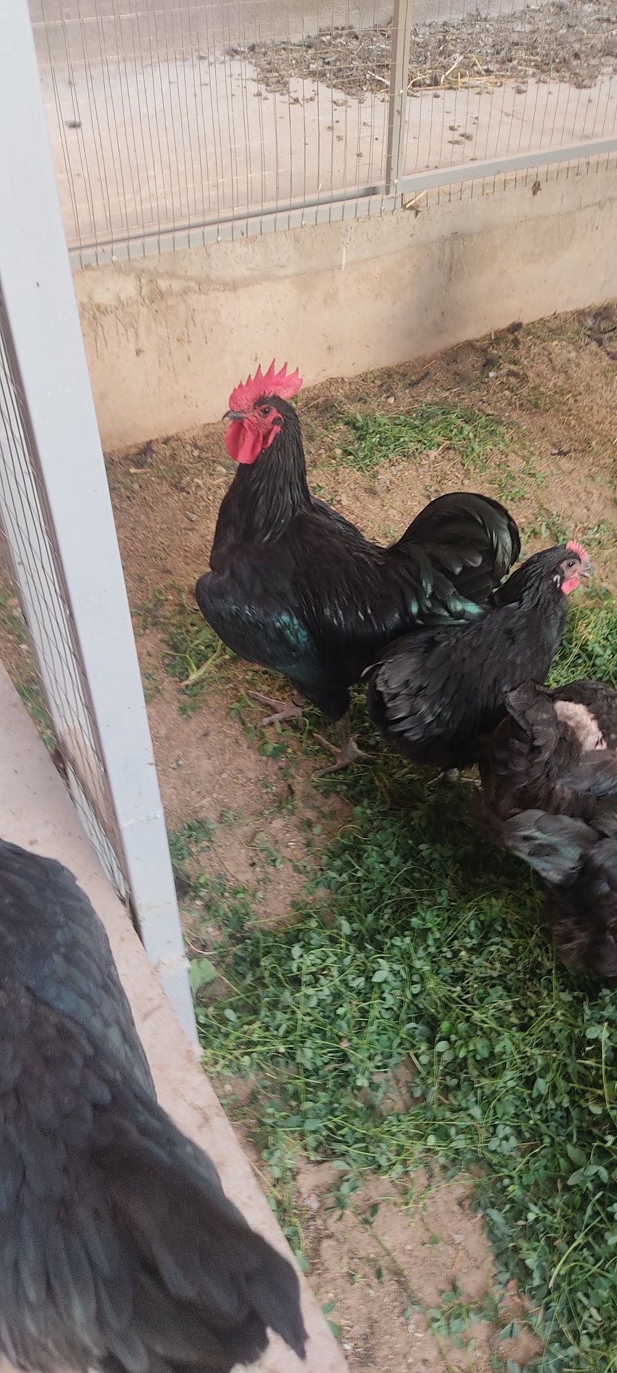 Avstralorp xurozlari 6-7 oylik