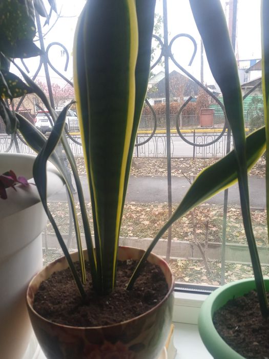 Сансевьерия молодая, свежепересажена.