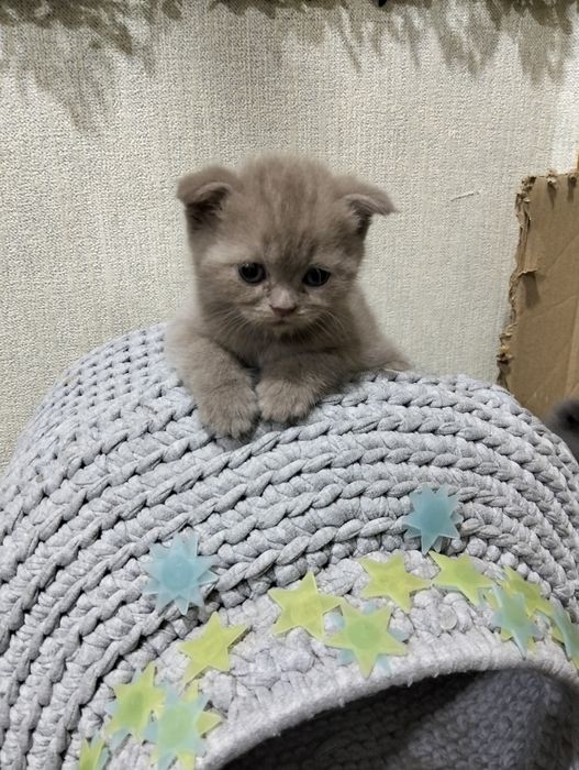 Катята шотланская