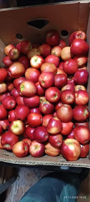 Vând mere redix-600kg