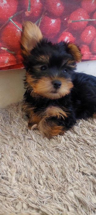 Yorkshire  Terrier
