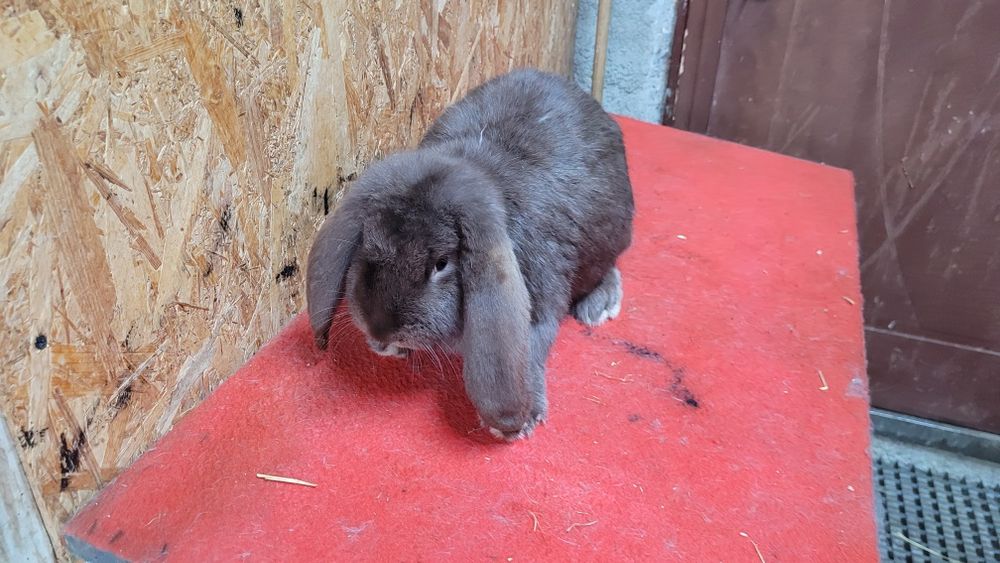 Iepuri berbec german